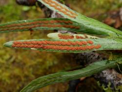 Notogrammitis billardierei. Glabrous fertile frond with elongated sori.
 Image: L.R. Perrie © Te Papa CC BY-NC 3.0 NZ